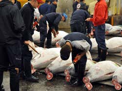 Tsukiji market, tuna auction