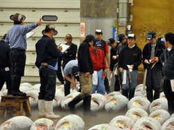 Tsukiji market tuna auction